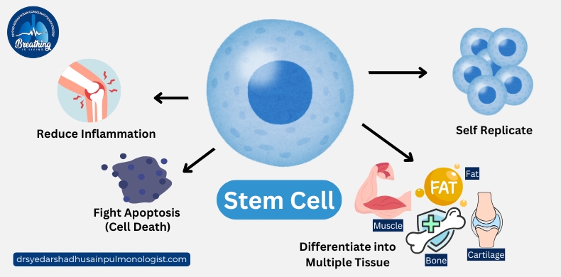 stem-cell